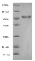 Recombinant Chlamydia pecorum Major outer membrane porin (ompA) – Figure 1 of 1