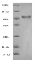 Recombinant Chlamydia pecorum Major outer membrane porin (ompA) – Figure 1 of 1
