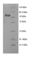 Recombinant Lysobacter Enzymogenes Arg-C (ler), partial – Figure 1 of 1