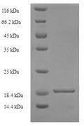 Recombinant Alternaria alternata Major allergen Alt a 1 (ALTA1) – Figure 1 of 1