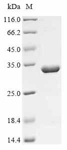 (Tris-Glycine gel) Discontinuous SDS-PAGE (reduced) with 5% enrichment gel and 15% separation gel.