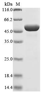 (Tris-Glycine gel) Discontinuous SDS-PAGE (reduced) with 5% enrichment gel and 15% separation gel.