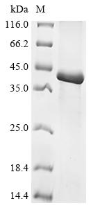 (Tris-Glycine gel) Discontinuous SDS-PAGE (reduced) with 5% enrichment gel and 15% separation gel.