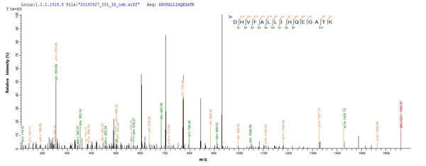 Based on the SEQUEST from database of E.coli host and target protein, the LC-MS/MS Analysis result of CSB-EP305524LDV could indicate that this peptide derived from E.coli-expressed Lentinula edodes (Shiitake mushroom) (Lentinus edodes) N/A.