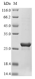 (Tris-Glycine gel) Discontinuous SDS-PAGE (reduced) with 5% enrichment gel and 15% separation gel.