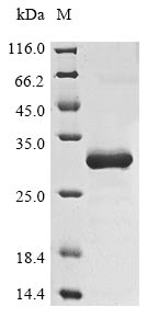 (Tris-Glycine gel) Discontinuous SDS-PAGE (reduced) with 5% enrichment gel and 15% separation gel.