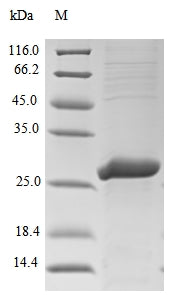 (Tris-Glycine gel) Discontinuous SDS-PAGE (reduced) with 5% enrichment gel and 15% separation gel.