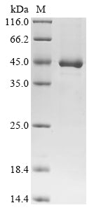 (Tris-Glycine gel) Discontinuous SDS-PAGE (reduced) with 5% enrichment gel and 15% separation gel.