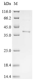 (Tris-Glycine gel) Discontinuous SDS-PAGE (reduced) with 5% enrichment gel and 15% separation gel.
