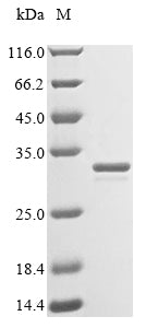 (Tris-Glycine gel) Discontinuous SDS-PAGE (reduced) with 5% enrichment gel and 15% separation gel.
