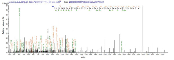 Based on the SEQUEST from database of E.coli host and target protein, the LC-MS/MS Analysis result of CSB-EP310982EZX could indicate that this peptide derived from E.coli-expressed Pseudomonas aeruginosa (strain ATCC 15692 / DSM 22644 / CIP 104116 / JCM 14847 / LMG 12228 / 1C / PRS 101 / PAO1) pscF.