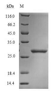 Recombinant Dermatophagoides farinae Mite group 2 allergen Der f 2 (DERF2) – Figure 1 of 1