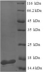 Recombinant Pseudomonas aeruginosa PA-I galactophilic lectin (lecA) – Figure 1 of 1