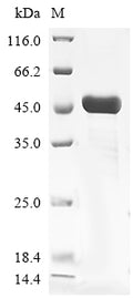 (Tris-Glycine gel) Discontinuous SDS-PAGE (reduced) with 5% enrichment gel and 15% separation gel.