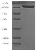Recombinant Streptococcus pneumoniae serotype 4 Pneumolysin (ply) – Figure 1 of 1
