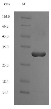 Recombinant Escherichia coli Thioredoxin-2 (trxC) – Figure 1 of 1