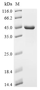 (Tris-Glycine gel) Discontinuous SDS-PAGE (reduced) with 5% enrichment gel and 15% separation gel.