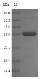 (Tris-Glycine gel) Discontinuous SDS-PAGE (reduced) with 5% enrichment gel and 15% separation gel.