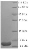Recombinant Escherichia coli Heat-labile enterotoxin B chain (eltB) – Figure 1 of 1