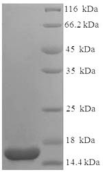 Recombinant Escherichia coli Heat-labile enterotoxin B chain (eltB) – Figure 1 of 1