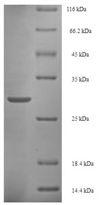 Recombinant Salmonella typhimurium Invasion protein iagB (iagB) – Figure 1 of 1
