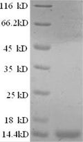 Recombinant Conus striatus Con-ikot-ikot – Figure 1 of 1