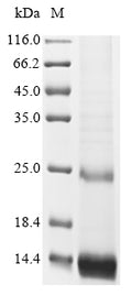 (Tris-Glycine gel) Discontinuous SDS-PAGE (reduced) with 5% enrichment gel and 15% separation gel.