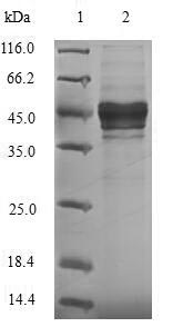 (Tris-Glycine gel) Discontinuous SDS-PAGE (reduced) with 5% enrichment gel and 15% separation gel.