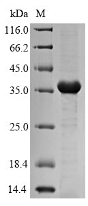 (Tris-Glycine gel) Discontinuous SDS-PAGE (reduced) with 5% enrichment gel and 15% separation gel.