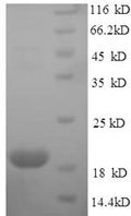 Recombinant Mouse Major urinary protein 2 (Mup2) – Figure 1 of 1