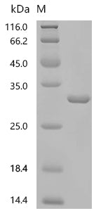 (Tris-Glycine gel) Discontinuous SDS-PAGE (reduced) with 5% enrichment gel and 15% separation gel.