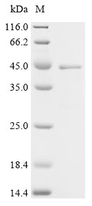 (Tris-Glycine gel) Discontinuous SDS-PAGE (reduced) with 5% enrichment gel and 15% separation gel.