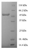 Recombinant Human HLA class I histocompatibility antigen, alpha chain E (HLA-E), partial – Figure 1 of 1