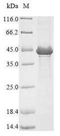 (Tris-Glycine gel) Discontinuous SDS-PAGE (reduced) with 5% enrichment gel and 15% separation gel.