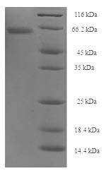 Recombinant Clostridium botulinum Botulinum neurotoxin type A (botA), partial – Figure 1 of 1
