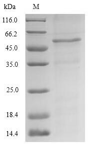 Recombinant Saccharomyces cerevisiae Protein GCY (GCY1) – Figure 1 of 1