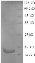 Recombinant Rat Phospholipase A2, membrane associated (Pla2g2a) – Figure 1 of 1