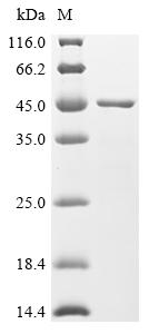 (Tris-Glycine gel) Discontinuous SDS-PAGE (reduced) with 5% enrichment gel and 15% separation gel.