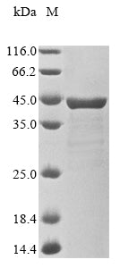 (Tris-Glycine gel) Discontinuous SDS-PAGE (reduced) with 5% enrichment gel and 15% separation gel.