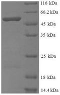 Recombinant Cryptomeria japonica Pectate lyase 1 – Figure 1 of 1