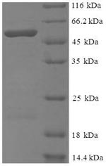 Recombinant Cryptomeria japonica Pectate lyase 1 – Figure 1 of 1