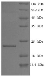 Recombinant Bovine Interferon tau-1 (IFNT1) – Figure 1 of 1