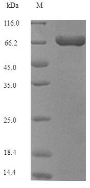 Recombinant Staphylococcus aureus Transposase for transposon Tn552 – Figure 1 of 1