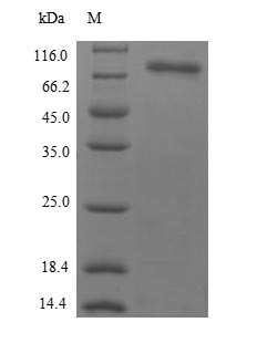 Recombinant Bacillus thuringiensis subsp. kurstaki Pesticidal crystal protein Cry2Ab (cry2Ab) – Figure 1 of 1