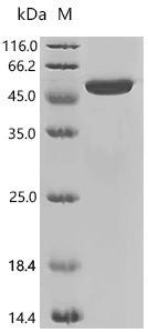 Recombinant Drosophila melanogaster Kinesin heavy chain (Khc), partial, Biotinylated – Figure 1 of 1