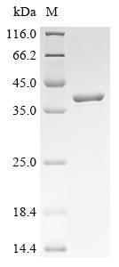 (Tris-Glycine gel) Discontinuous SDS-PAGE (reduced) with 5% enrichment gel and 15% separation gel.