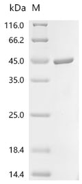 (Tris-Glycine gel) Discontinuous SDS-PAGE (reduced) with 5% enrichment gel and 15% separation gel.