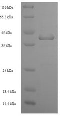 Recombinant Staphylococcus aureus Enterotoxin type D (entD) – Figure 1 of 1
