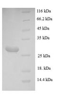 Recombinant Mouse Mast cell protease 4 (Mcpt4) – Figure 1 of 1