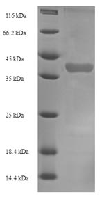 Recombinant Mouse Kallikrein 1-related peptidase b22 (Klk1b22) – Figure 1 of 1